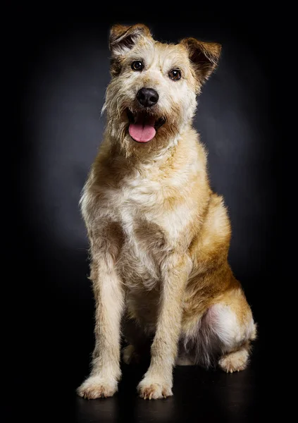 Perro mira sobre un fondo oscuro —  Fotos de Stock