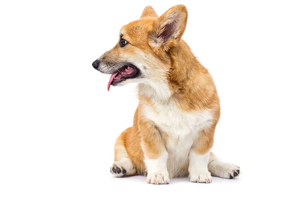 Červená welsh corgi štěně dívá bokem — Stock fotografie