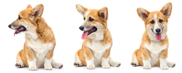 Funny red welsh corgi puppy sitting and looking up on a white ba — 스톡 사진