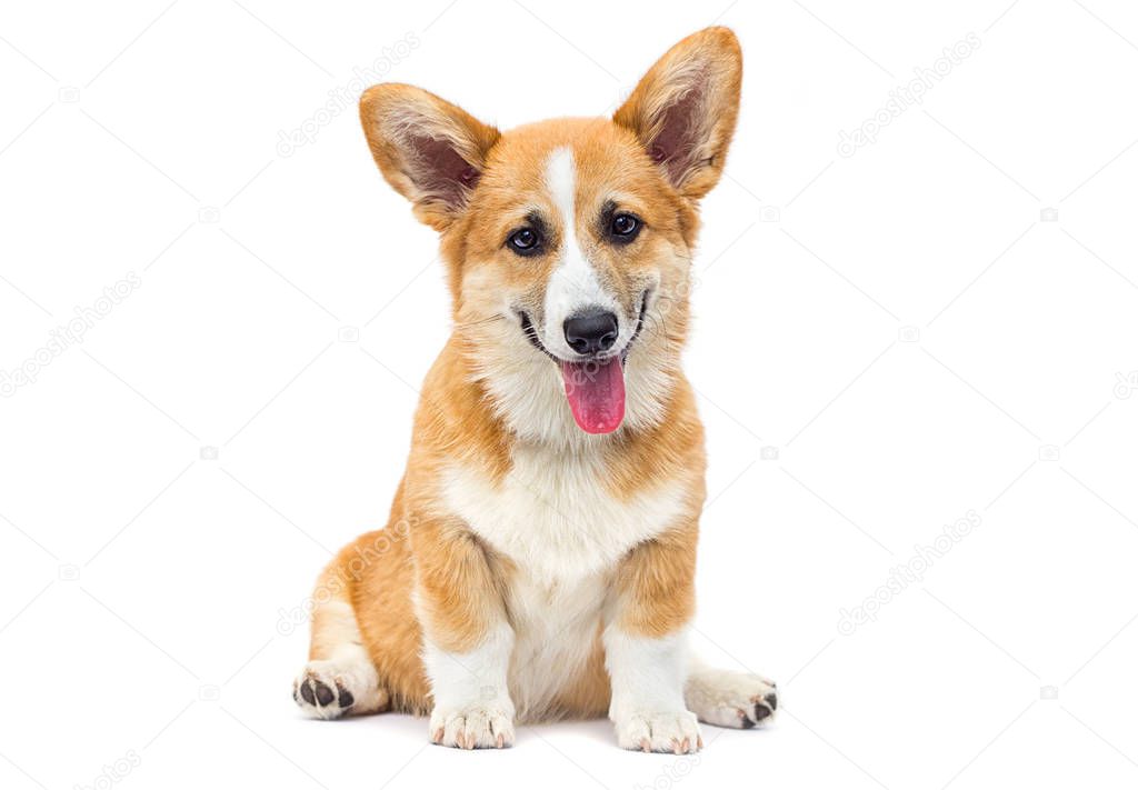 funny red welsh corgi puppy sitting and looking up on a white 