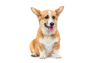 Beyaz bir arka planda köpek yavrusu yan bakıyor