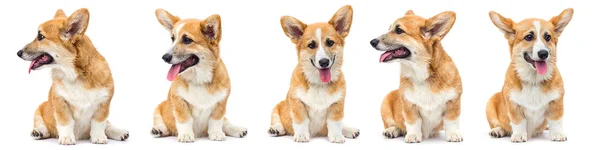 Funny red welsh corgi puppy sitting and looking up on a white ba — Stock Photo, Image