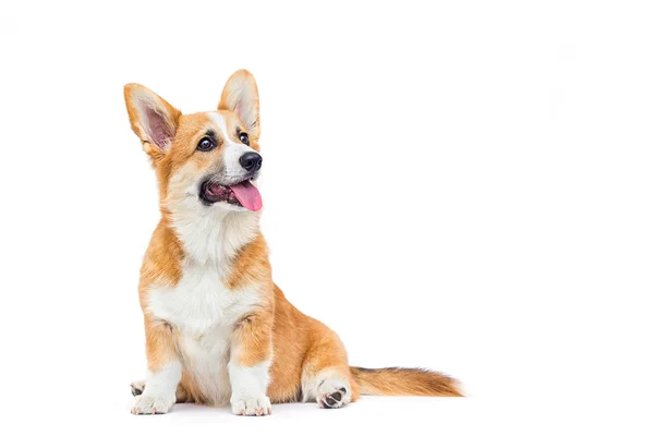 Galés corgi cachorro mirando hacia arriba en un fondo blanco —  Fotos de Stock