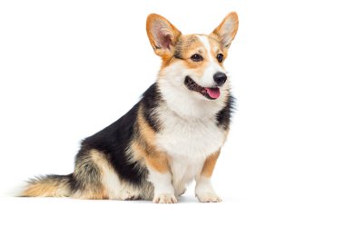 beyaz bir arka plan üzerinde oturan galce corgi cins köpek