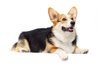 Beyaz arka planda Galli Corgi cinsi köpek.