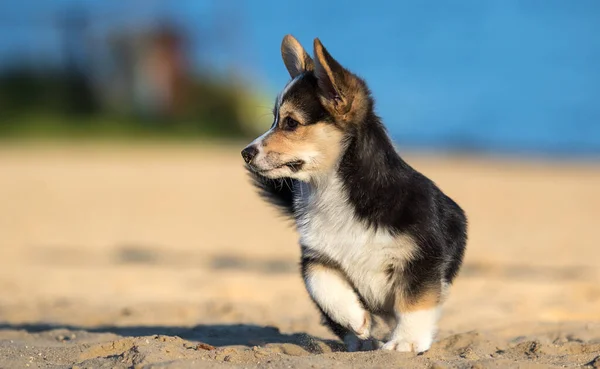 Welsh corgi puppy loopt langs het zandstrand — Stockfoto