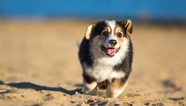 Welsh Corgi szczeniak biegnie szybko na piaszczystej plaży — Zdjęcie stockowe