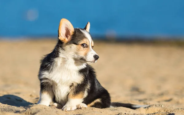 Filhote de cachorro corgi galês em uma praia de areia — Fotografia de Stock