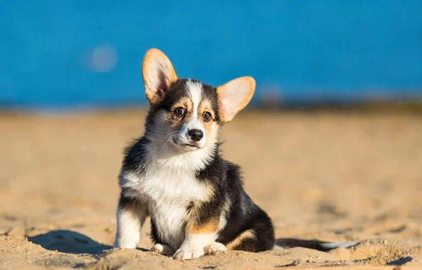 Filhote de cachorro corgi galês em uma praia de areia — Fotografia de Stock