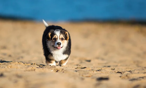 Filhote de cachorro corgi galês em uma praia de areia — Fotografia de Stock