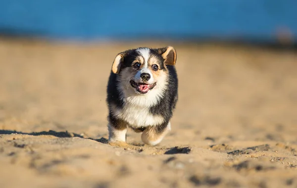 Welsh corgi puppy op een zandstrand — Stockfoto