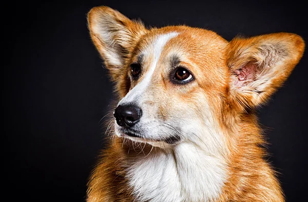 Gallese cane corgi guardando lateralmente — Foto Stock