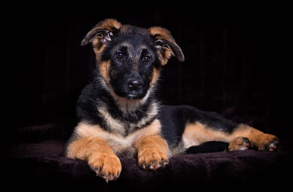 Shepherd valp ligger på en brun bakgrund — Stockfoto