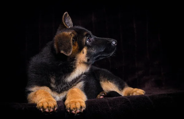 Shepherd puppy lies on a brown background — Stock Photo, Image