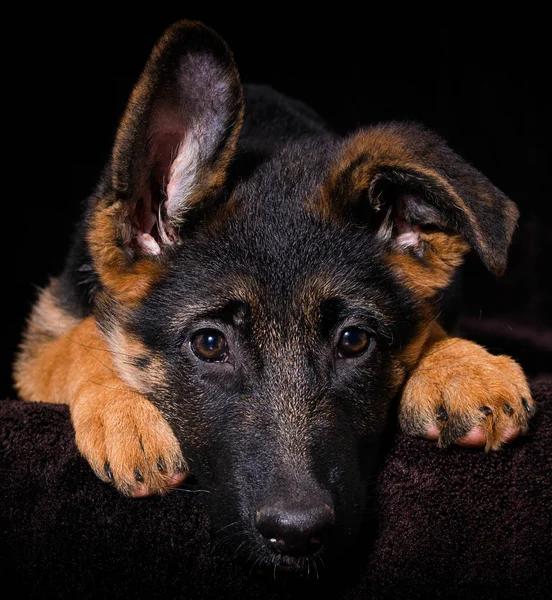 Schäferhund liegt auf braunem Grund — Stockfoto