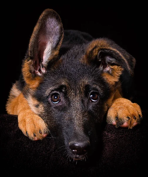 Schäferhund liegt auf braunem Grund — Stockfoto