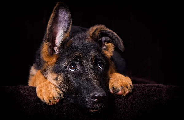 Schäferhund liegt auf braunem Grund — Stockfoto