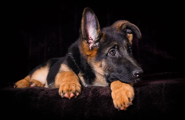 Shepherd valp ligger på en brun bakgrund — Stockfoto