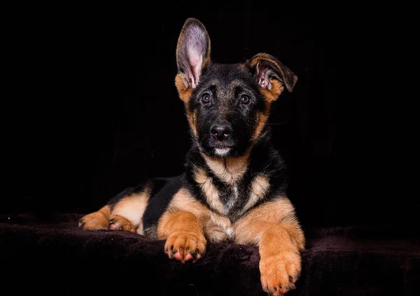 Shepherd puppy lies on a brown background — Stock Photo, Image