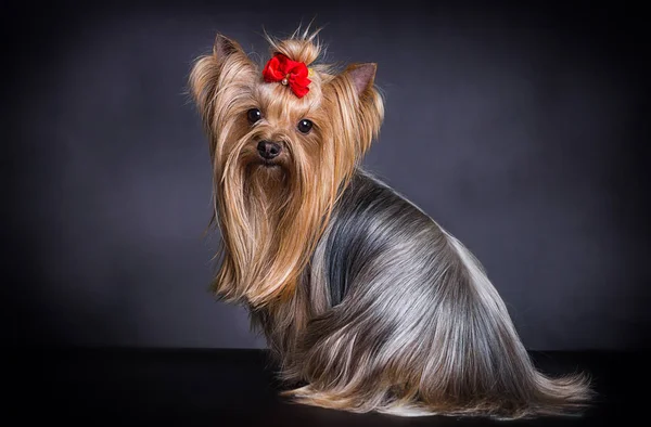 Długowłosy yorkshire terrier pies patrząc — Zdjęcie stockowe