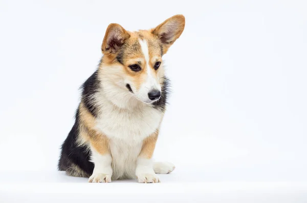 Hund schaut nach unten, walisische Corgi Pembroke Rasse — Stockfoto