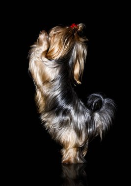 Yorkshire Terrier köpeği arka ayakları üzerinde duruyor.