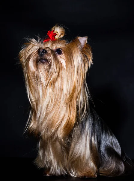 Yorkshire terrier pies na czarnym tle — Zdjęcie stockowe