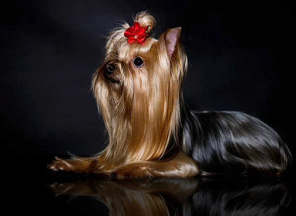 Yorkshire terrier pies na czarnym tle — Zdjęcie stockowe