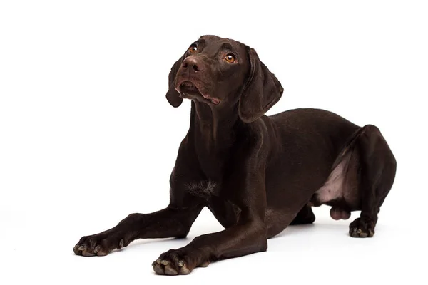 Hund Beobachtet Eine Rasse Von Kurzhaar Auf Weißem Hintergrund — Stockfoto