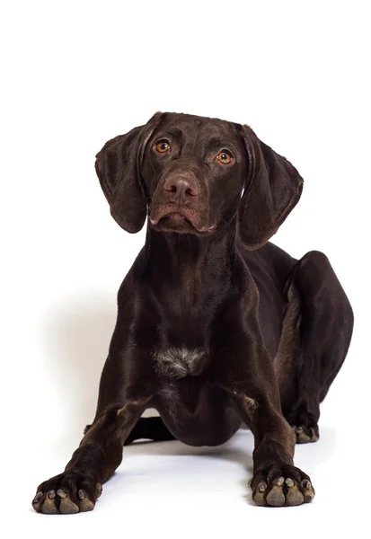 Chien Observant Une Race Kurzhaar Sur Fond Blanc — Photo