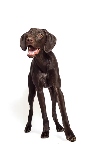 Beyaz Arka Planda Kurzhaar Cinsini Izleyen Bir Köpek — Stok fotoğraf
