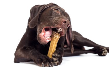 Komik köpek beyaz arka planda bir kemik çiğniyor.