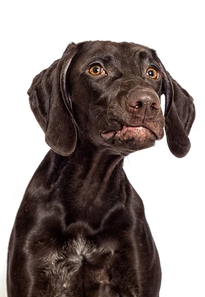 Funny Dog Face White Background — Stock Photo, Image