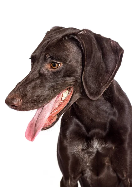 Beyaz Arka Planda Dili Olan Komik Köpek Suratı — Stok fotoğraf