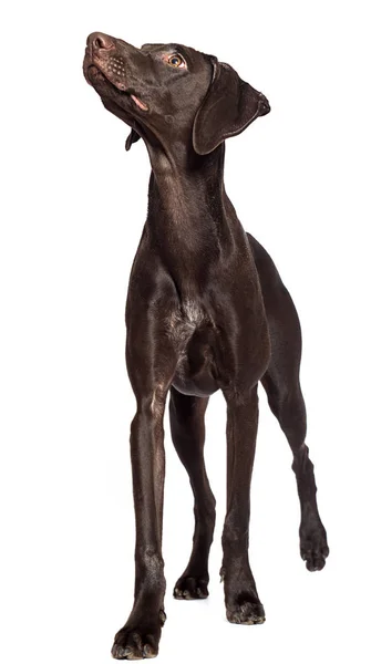 Chien Regardant Latéralement Vers Haut Sur Fond Blanc Isolé — Photo