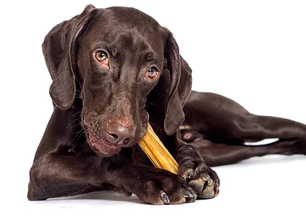 funny dog eats chews a bone on a white background