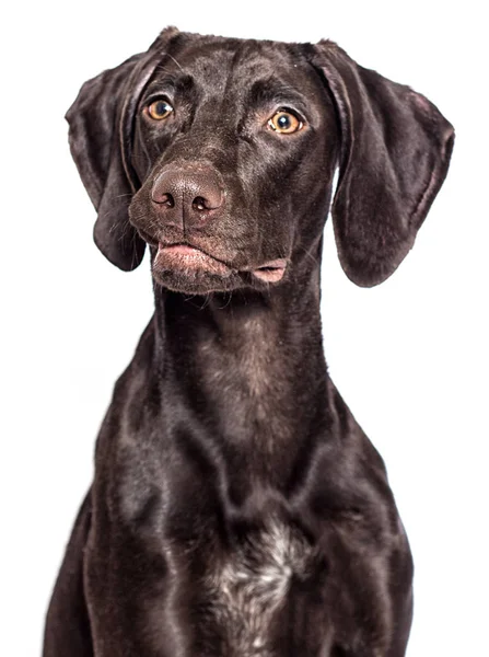 Beyaz Arka Planda Komik Köpek Suratı — Stok fotoğraf