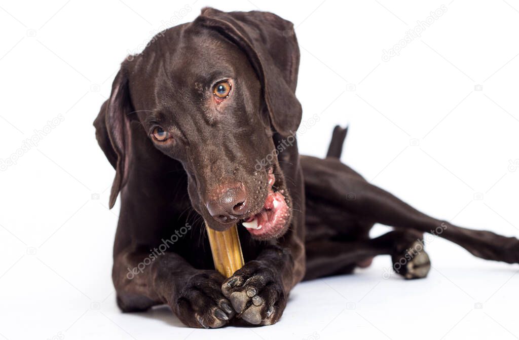 dog nibbles a bone against white background