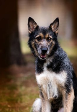 Köpek ormanda oturuyor.