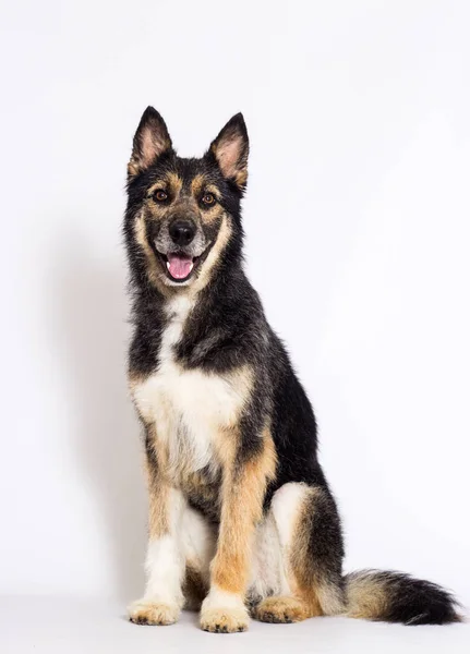 Dog Sitting White Background — Stock Photo, Image