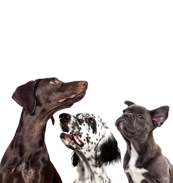 Cão Olha Para Lado Fundo Branco — Fotografia de Stock