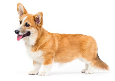 Galli mantar yavrusu dili gösteriyor ve beyaz bir arkaplana bakıyor