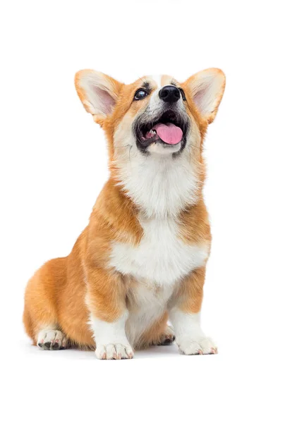 Ginger Welsh Corgi Puppy Tongue — Stock Photo, Image