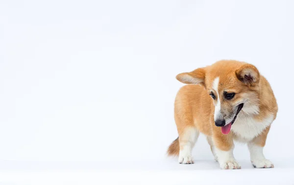 Sad Welsh Corgi Puppy Tongue Looking White Background — Stock Photo, Image