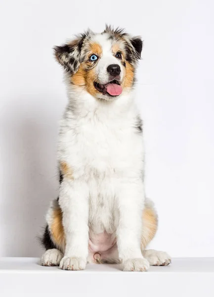 Australische Herder Pup Zit Studio — Stockfoto