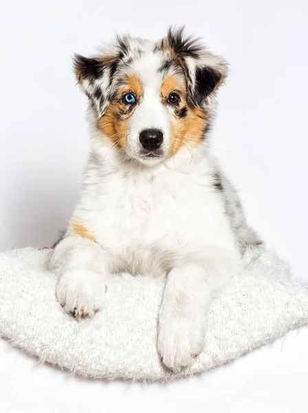 Australiano Pastor Cachorro Encuentra Blanco Mullido Alfombra Imagen De Stock