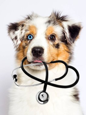 Veteriner köpeği ve steteskop, Avustralyalı çoban mavi gözlü merle köpek ağızlığı beyaz arka planda.