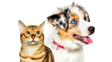 Yavru köpek ve kedi yavrusu beyaz arka plana bakıyor.