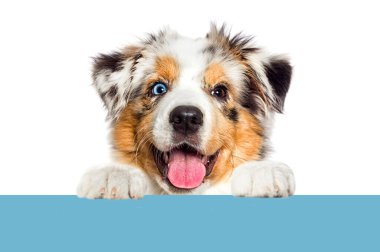 Köpek dikizler, beyaz arka planda Avustralya çoban köpeği yetiştirir.