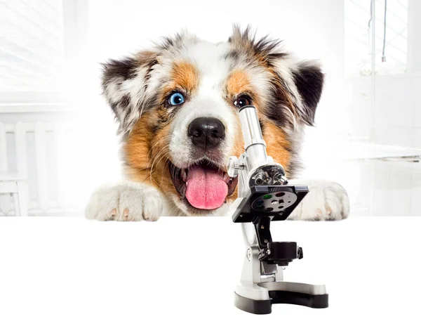 Vétérinaire Pour Chien Microscope Clinique Vétérinaire — Photo